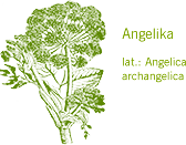 Angelika-Wurzel