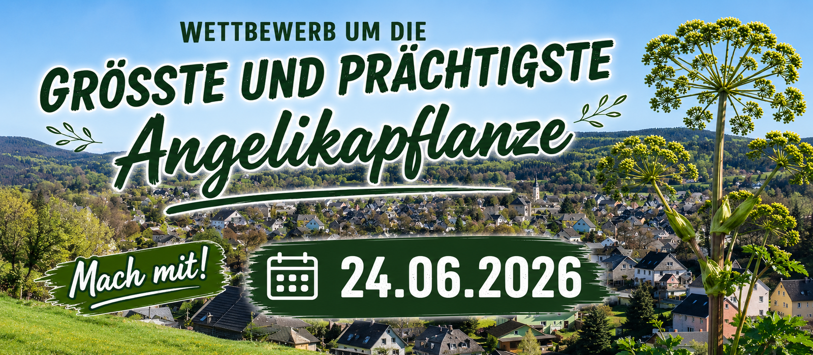 Wettbewerb um die „Größte und prächtigste Angelikapflanze“ 2026